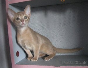 Photo №1. abyssinian cat - for sale in the city of Kobrin | 500$ | Announcement № 50879