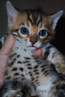 Photo №2 to announcement № 146229 for the sale of bengal cat - buy in Lithuania private announcement