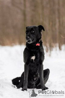 Additional photos: Good dog Drake is in good hands.