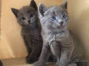 Photo №1. russian blue - for sale in the city of Tampere | 723$ | Announcement № 161522