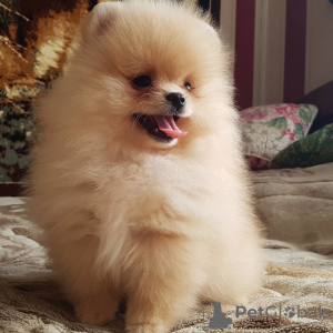 Photo №2 to announcement № 7606 for the sale of pomeranian - buy in Ukraine private announcement