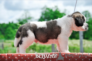 Photo №2 to announcement № 7211 for the sale of st. bernard - buy in Belarus from nursery