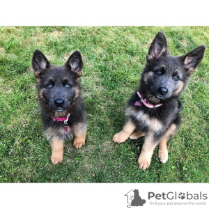Photo №2 to announcement № 78827 for the sale of german shepherd - buy in Sweden private announcement