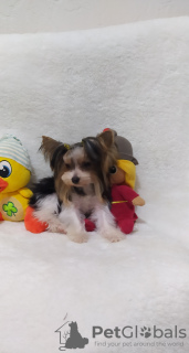 Photo №2 to announcement № 32620 for the sale of yorkshire terrier - buy in Turkey breeder