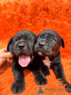 Photo №2 to announcement № 173397 for the sale of cane corso - buy in Denmark private announcement, breeder