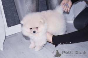 Photo №1. pomeranian - for sale in the city of Agia Marina | negotiated | Announcement № 167467