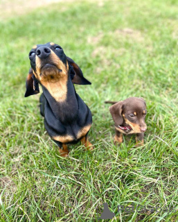 Photo №3. Cuteness Overload!. United States