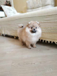 Photo №4. I will sell pomeranian in the city of Minsk. breeder - price - 400$