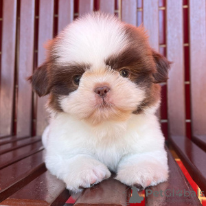 Photo №1. shih tzu - for sale in the city of New York | 280$ | Announcement № 100397