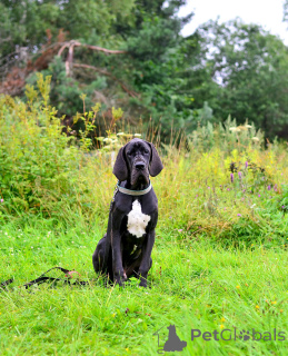 Photo №3. Puppies of the German dog.. Russian Federation