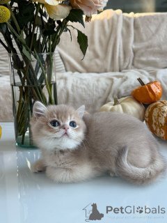 Photo №2 to announcement № 178095 for the sale of british shorthair - buy in Netherlands breeder
