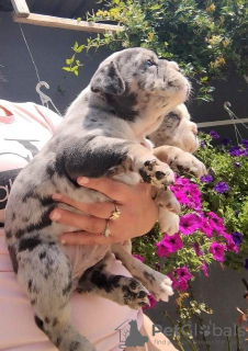 Photo №2 to announcement № 108241 for the sale of english bulldog - buy in Serbia 