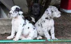 Photo №1. great dane - for sale in the city of Falkenberg | negotiated | Announcement № 55346