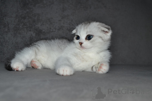 Photo №1. highland-straights - for sale in the city of Vilnius | 600$ | Announcement № 33395