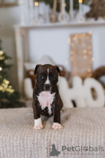 Additional photos: American Staffordshire Terrier puppies