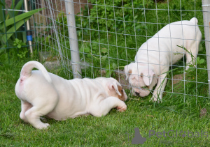 Photo №2 to announcement № 21341 for the sale of american bulldog - buy in Belarus from nursery