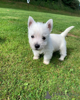 Photo №1. yorkshire terrier - for sale in the city of Pennsylvania Township | 900$ | Announcement № 148413