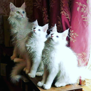 Photo №1. maine coon - for sale in the city of Tashkent | 2244$ | Announcement № 7085