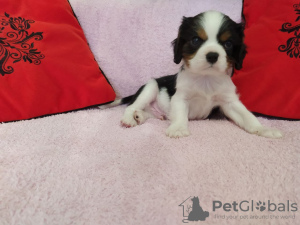 Photo №2 to announcement № 9771 for the sale of cavalier king charles spaniel - buy in Belarus breeder