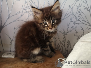 Photo №4. I will sell maine coon in the city of Noordwijk. private announcement - price - 317$