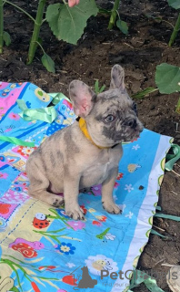 Photo №2 to announcement № 55722 for the sale of french bulldog - buy in Russian Federation breeder
