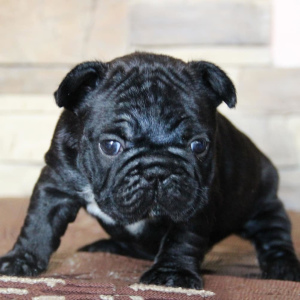 Photo №2 to announcement № 1426 for the sale of french bulldog - buy in Russian Federation private announcement