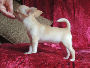 Photo №4. I will sell chihuahua in the city of Yekaterinburg. from nursery - price - negotiated