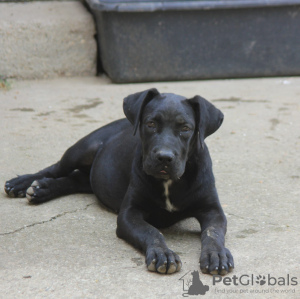 Additional photos: Cane corso puppies