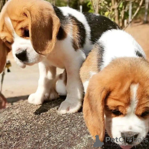 Additional photos: Beagle puppies are looking for