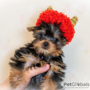 Photo №1. yorkshire terrier - for sale in the city of Ljubljana | 169$ | Announcement № 98529