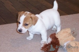Photo №1. jack russell terrier - for sale in the city of Oulainen | negotiated | Announcement № 55313