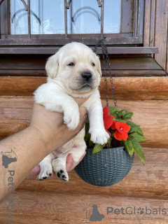 Photo №1. golden retriever - for sale in the city of Munich | negotiated | Announcement № 94889