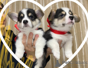 Photo №1. welsh corgi - for sale in the city of Minsk | 440$ | Announcement № 32408