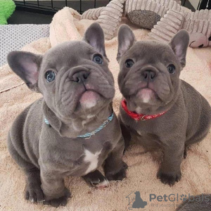 Photo №1. french bulldog - for sale in the city of Helsinki | 317$ | Announcement № 92903