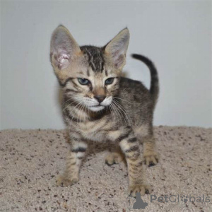 Photo №2 to announcement № 172716 for the sale of savannah cat - buy in Belgium private announcement, breeder