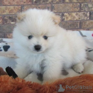 Photo №2 to announcement № 45717 for the sale of pomeranian - buy in Brazil private announcement