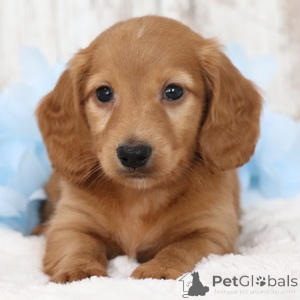 Photo №1. dachshund - for sale in the city of Achaern | 282$ | Announcement № 151368