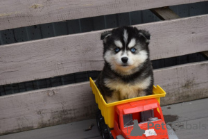 Photo №2 to announcement № 77240 for the sale of siberian husky - buy in Russian Federation breeder