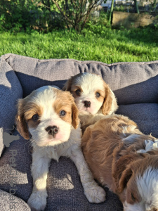 Photo №3. Ideal Cavalier King Charles Spaniel puppies.. Latvia