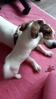 Photo №3. Puppies Jack Russell Terrier. Russian Federation