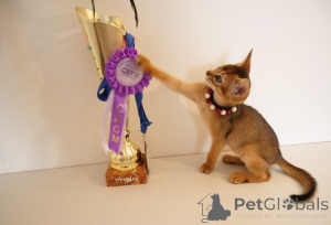 Photo №1. abyssinian cat - for sale in the city of Baden Baden | 329$ | Announcement № 150429