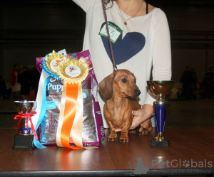 Photo №4. I will sell dachshund in the city of St. Petersburg. private announcement, breeder - price - 1329$
