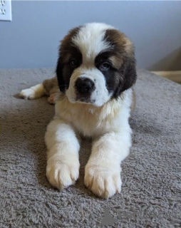 Photo №1. st. bernard - for sale in the city of Al-Kiranah | negotiated | Announcement № 51496
