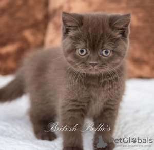 Photo №3. british shothair kitten. Germany