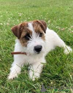 Photo №2 to announcement № 165238 for the sale of jack russell terrier - buy in Belgium private announcement, breeder