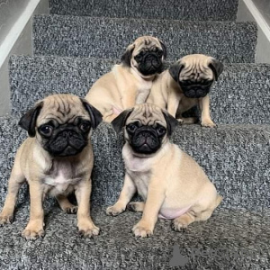 Photo №1. pug - for sale in the city of Rochester | 600$ | Announcement № 50494