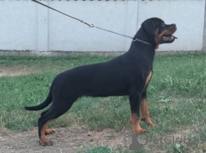 Photo №1. rottweiler - for sale in the city of Belgrade | negotiated | Announcement № 111693