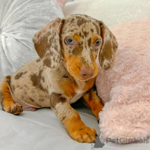 Photo №2 to announcement № 163031 for the sale of dachshund - buy in Germany private announcement, from the shelter
