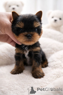 Photo №1. yorkshire terrier - for sale in the city of Billund | Is free | Announcement № 162029