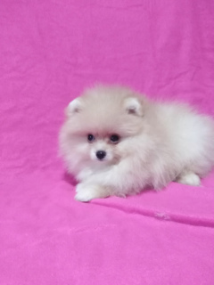 Photo №1. pomeranian - for sale in the city of Minsk | 253$ | Announcement № 3654